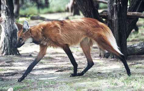 Wolf Fursuit, Japanese Raccoon Dog, Maned Wolf, Cat Drawing Tutorial, Animal Action, Wolf Photography, African Wild Dog, Raccoon Dog, Canine Art