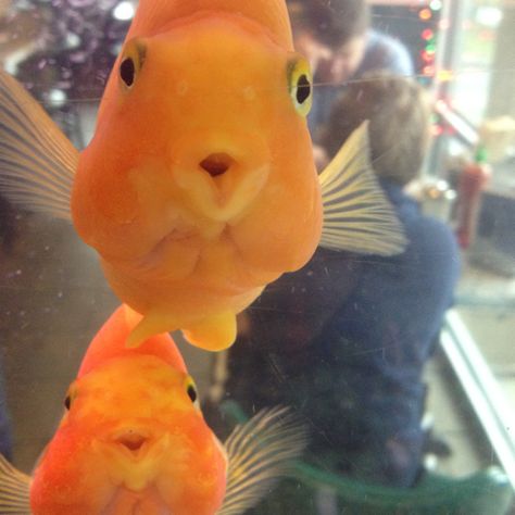 Goldfish Kisses! Goldfish Kiss, Goldfish, Fish Pet, Cute Animals, Fish, Animals, Quick Saves