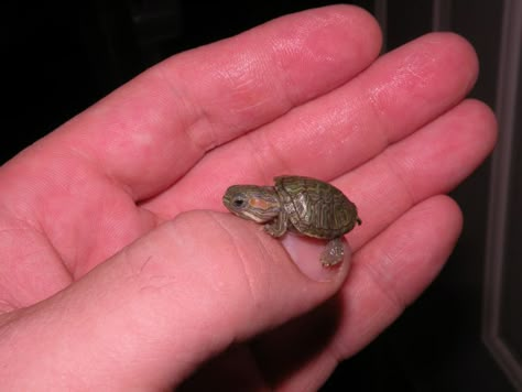 Tiny Baby Animals, Pet Turtle, Cute Reptiles, Cute Small Animals, Turtle Love, Cute Animals Puppies, Baby Animals Pictures, Cute Turtles