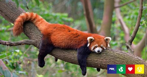 Infrastructure projects, like roads, are having a big impact on red pandas The post Humans Are Driving Red Pandas To Extinction, Says New Study appeared first on Plant Based News. Panda Facts, Panda Day, Pink Panda, Nocturnal Animals, Most Beautiful Animals, Color Meanings, Red Cat, Prehistoric Animals, Chengdu