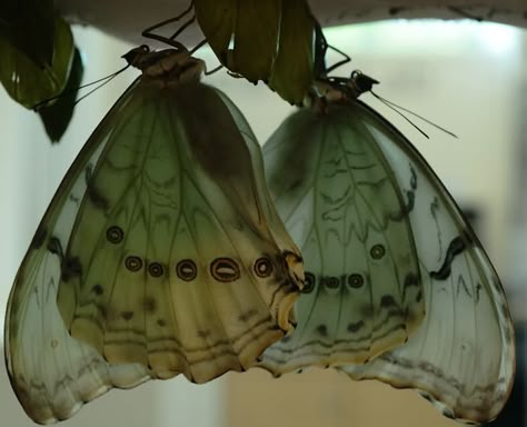 Cool Bugs, Arte Inspo, Arte Animal, Fairy Grunge, Green Aesthetic, Larp, Pretty Pictures, Mother Nature, Moth