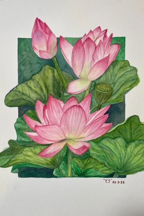 Realistic Lotus Drawing, Lotus Flower Sketch Drawings, Lotus Painting Watercolor, Lotus Flower Art Paint, Lotus Drawing Art, Lotus Flower Painting Watercolors, Lotus Canvas Painting, Colour Drawing Ideas, Drawing Lotus Flower