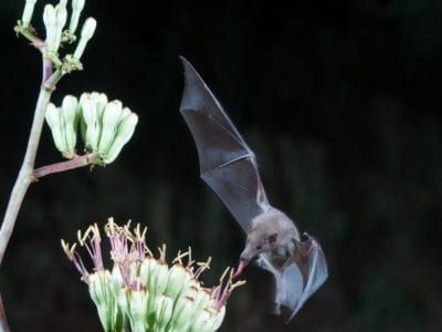 Bat Plant, Protea Plant, Butterfly Migration, Elephant Shrew, Bat Species, About Plants, Acacia Tree, Felt Books, Attracting Bees