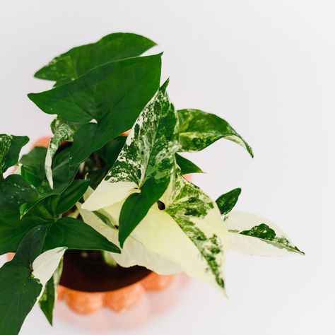 Syngonium Albo "Fantasy" | Variegated indoor plant | Houseplants | Home Decor | Easy care houseplant | Collector Plant Syngonium Albo, Indoor Plant, Etsy Australia, Indoor Plants, House Plants, Australia, Plants, Home Decor, Home Décor