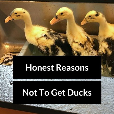 Ducks Or Chickens, Pet Ducks Outdoor, Duck Coop Ideas, Duck Enclosure, Duck House Plans, Duck Care, Duck Pens, Pet Duck, Pekin Duck