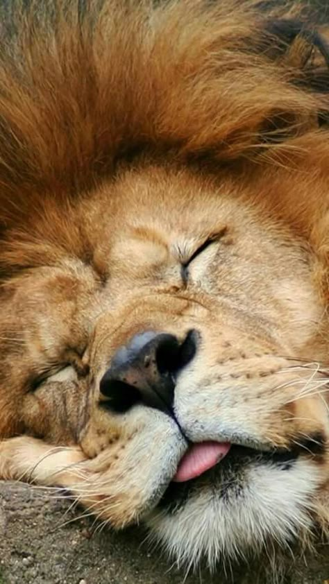 Being the King is Exhausting Regnul Animal, Lions Photos, Lion Love, King Lion, Cheetahs, Here Kitty Kitty, Disney Films, A Lion, Kitty Kitty