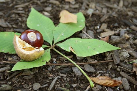 Ohio Buckeye Tree, Buckeye Tree, Buckeye Nut, Ohio Buckeyes, Plant Guide, Tree Seeds, Woodland Garden, Forest Service, Deciduous Trees