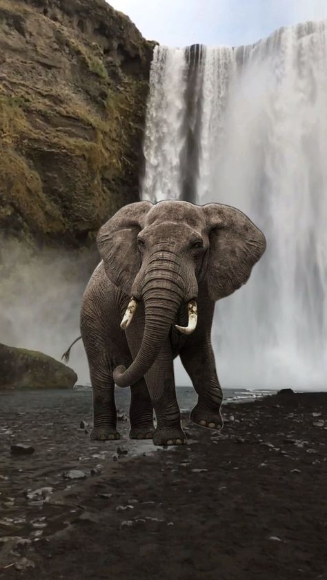 elephant #fyp #wallpaper #animals Cute Elephant Wallpaper, Elephant Phone Wallpaper, Ipad Setup, Wallpaper Animals, Elephant Wallpaper, Fruit Animals, Elephants Photos, Elephant Lover, African Elephant