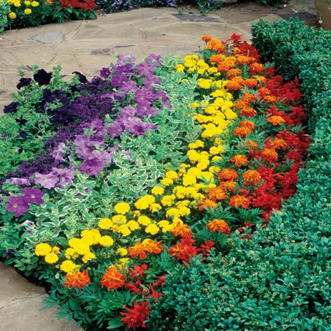 Fabulous Front Garden Colorful Front Landscaping, School Landscape Ideas, Rainbow Garden Ideas, Rainbow Flower Garden, Rainbow Bedding, Front Garden Landscape, Rainbow Garden, Front Yard Garden Design, School Garden