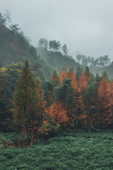 Fall Aesthetic Green, Terracotta And Green, Forest Falls, Orange Color Palettes, Orange Aesthetic, Earth From Space, Tea Garden, Autumn Forest, High Fantasy