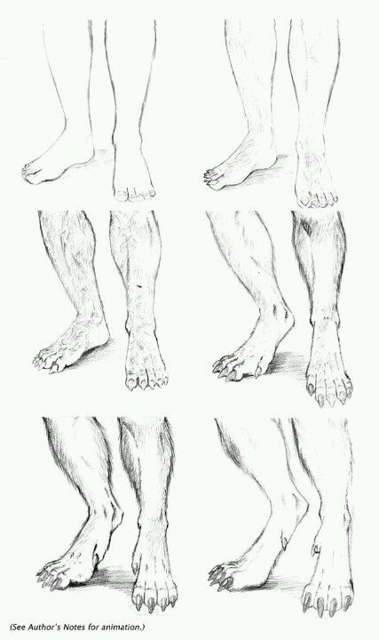 Hands Animation, Head Animation, Transformation Design, Werewolf Stories, Feet Drawing, Werewolf Art, Vampires And Werewolves, Design Animation, Mythical Creatures Art