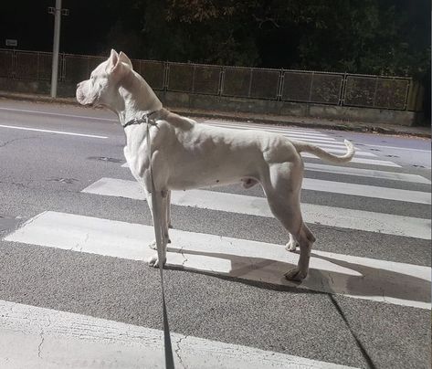 Dog Argentino, Dogo Argentino Dog, Hoodies Collection, Baby Farm Animals, Bull Terrier Dog, Staffordshire Terrier, Sporting Dogs, Like Animals, Guard Dogs