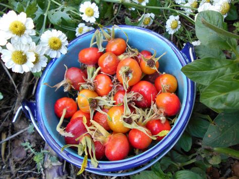 Rose Hip Jelly, Jelly Food, Easy Rose, How To Peel Peaches, Iceland Food, Jelly Recipe, Yukon Territory, Healthy Lunches For Kids, Jelly Recipes