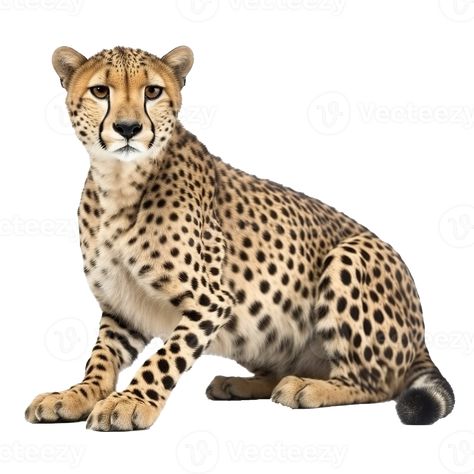 Cheetah isolated on Transparent background, generate ai Write Name On Pics, Cheetah Pictures, Aesthetic Pngs, The Cheetah, Animal Icon, Pic Pose, Tropical Forest, Lock Screen, Forest Animals