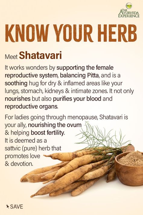 shatavari ayurveda herbs for enhancing libido, fertility, sexual vigor Shatavari Benefits, The Ayurveda Experience, Long Pepper, Herbal Remedies Recipes, Health Facts Food, Medical Herbs, Ayurvedic Healing, Tea Health Benefits, Healthy Herbs