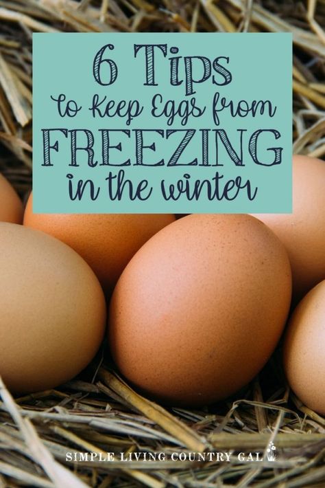 Winter Chicken Coop, Frozen Eggs, Homestead Tips, Diy Homesteading, Camping Foods, Homestead Animals, Chicken Roost, Chicken Flock, Chicken Boxes