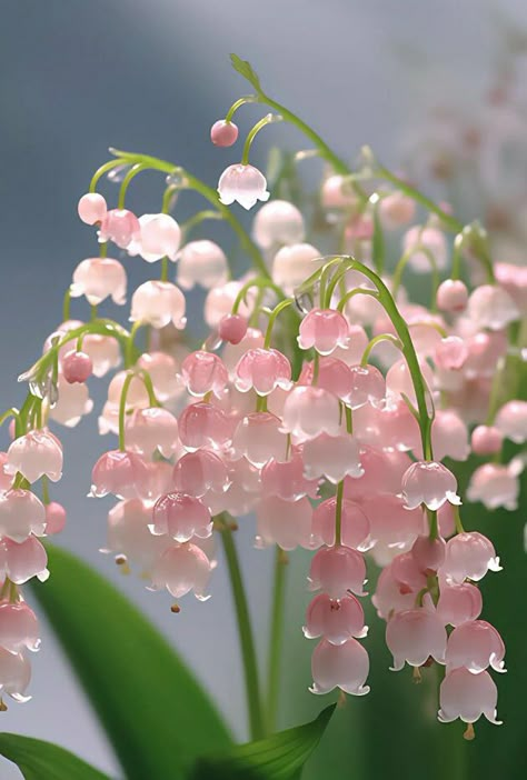 Pretty Flowers Pictures, Lilies Of The Valley, Lily Of The Valley Flowers, Valley Flowers, Nothing But Flowers, Cute Flowers, Flower Therapy, Rare Flowers, Deco Floral