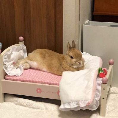 Bunny Beds, Bunny Room, Pet Bunny Rabbits, Bunny Care, Bunny Cages, Bunny Pictures, Pet Bunny, Pretty Animals