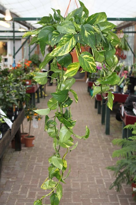 Scindapsus Aureus, Large Leaf Plants, Peace Lillies, Devils Ivy, Plant Hanging, Plant House, Prayer Plant, Uk Garden, Office Plants