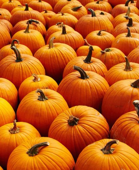 Stock up now: a pumpkin shortage could be coming this fall http://www.cntraveler.com/stories/2015-10-09/the-great-pumpkin-shortage-of-2015 Pumpkin Scrub, Pumpkin Scones Recipe, Savory Pumpkin Recipes, Pumpkin Spice Recipe, Pumpkin Scones, Pumpkin Bread Recipe, Fall Spices, Vegan Pumpkin, Scone Recipe