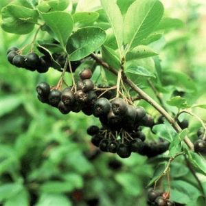 Winter Interest Shrubs For Sale | Nature Hills Nursery Black Chokeberry, Edible Berries, Aronia Berries, Bushes And Shrubs, Fruit Displays, Tiny White Flowers, Fruit Display, Small Shrubs, Gardening Flowers