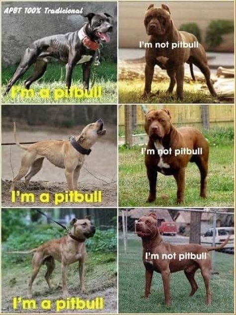 Traditional APBT, traditional pitbull, real pitbull, fake Pitbull, true pitbull, true APBT, genuine APBT, fake APBT, Gamedog pitbull, bully breeds, bully breed, preserving the bullied breeds Game Bred Pitbulls, Silly Puppies, Pitbull Drawing, Pitbull Bully, Dog Infographic, Pitbull Dog Breed, Bully Pitbull, Bully Breed, Girly Bracelets