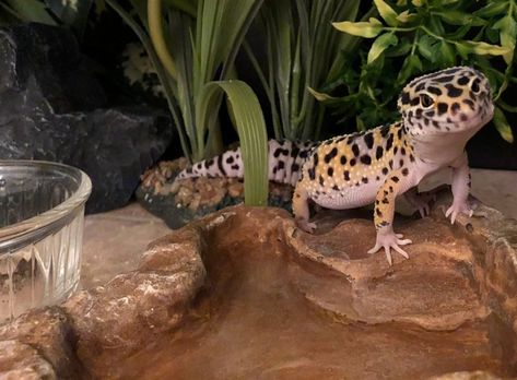 A beginner’s guide to leopard gecko housing and setup – Leopard Gecko Care Leopard Gecko Weight Chart, Leopard Gecko Natural Habitat, Leopard Gecko Setup, Pet Gecko, Leopard Gecko Habitat, Leopard Gecko Care, Funny Animal Pics, Gecko Habitat, Funny Animal Art