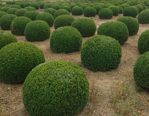 100cm Box Domes Hedge Ideas, Cypress Plant, Japanese Boxwood, Boxwood Landscaping, Elegant Landscape, Box Wood Shrub, Garden Balls, Boxwood Topiary, Easy Landscaping