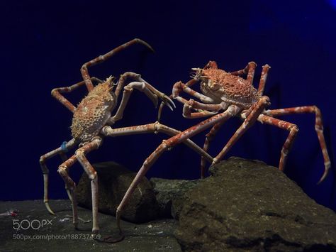 Japanese spider crab by akiharukas Eldritch Creature, Japanese Spider Crab, Mythology Animals, Under Water Creatures, Spider Crab, Marine Invertebrates, Deep Sea Life, Fish Rocks, Sea Crab