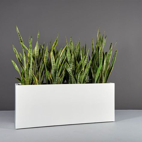 69367.60.MBW.Tolga.wplants Rectangle Planters Outdoor, Narrow Planter Boxes, Rectangular Planters Outdoor, Tall Ornamental Grasses, Rectangular Planter Box, Long Planter, Commercial Planters, Herb Garden Planter, Rectangle Planters