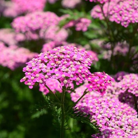 Yarrow Plant, Yarrow Flower, Easy Perennials, Soil Erosion, Magenta Flowers, Achillea Millefolium, Pink Shades, Wildlife Gardening, Plant Spacing