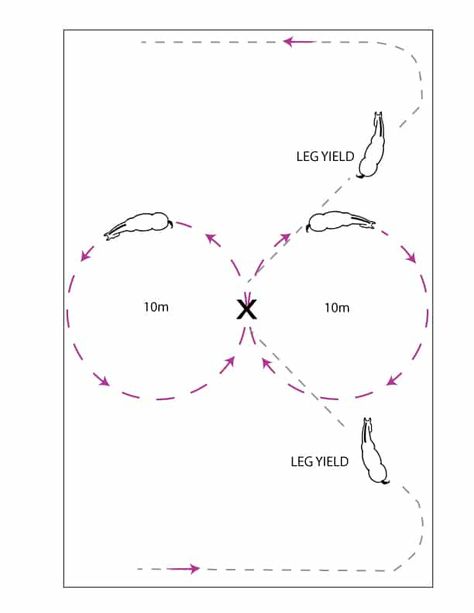 Flatwork Exercises For Horses, Dressage Exercises Training, Horse Training Ground Work, Horse Jumping Exercises, Riding Ideas, Improving Balance, Dressage Exercises, Equine Massage, Horse Training Exercises