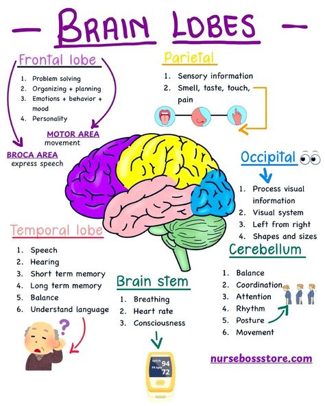 (20) Home / X Brain Anatomy And Function, Teaching Psychology, Learn Biology, Psychology Notes, Biology Facts, Nursing School Essential, Brain Facts, Brain Anatomy, Study Flashcards