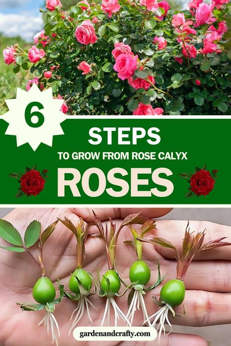 Here's Full Guide on Growing Roses from Rose Calyx How To Start A Rose Bush From A Stem, How To Grow Roses From A Rose Stem, Grow Roses From Bouquet, How To Grow A Rose Bush From A Clipping, Transplant Rose Bush, Propogating Rose Stem, Growing Roses From Seeds, White Summer Nails, Cottage Garden Roses