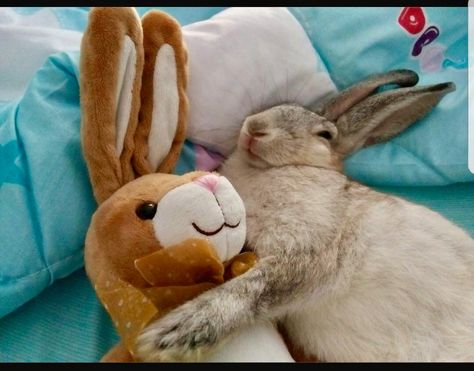 Funny Bunny Pictures, Giant Bunny, Pet Bunny Rabbits, Cute Bunny Pictures, Stuffed Bunny, Cute Rats, Bunny Pictures, Pet Bunny