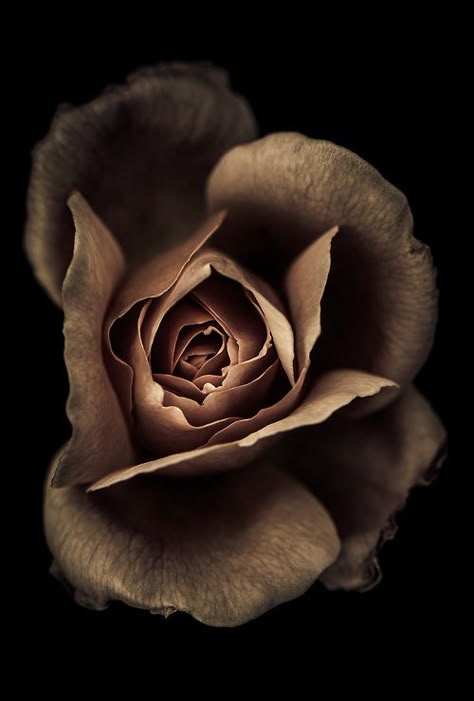 WOWWWW. "One last kiss before bed...this one flavored with cocoa powder and strawberry." | ©2013 Alan Shapiro A Rose, My Flower, Beautiful Roses, Pretty Flowers, A Flower, Dahlia, Black Background, A Black, Brown Color