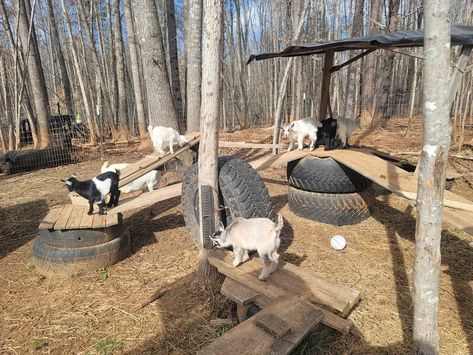 Goat Toys Playground Diy, Diy Goat Playground, Goat Habitat, Goat Playground Ideas Diy, Goat Playground Ideas, Goat Ideas, Goat Playground, Goat Toys, Goat Pen