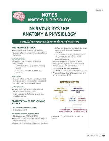 Osmosis Anatomy and Physiology of the Nervous System high-yield notes offers clear overviews with striking illustrations, tables, and diagrams. Make learning more manageable. Anatomy And Physiology Nervous System, Neuron Notes Nervous System, Anatomy And Physiology Notes Study Nervous System, Nervous System Anatomy Notes, Neurophysiology Notes, Central Nervous System Notes, The Nervous System Notes, Central Nervous System Anatomy, Human Anatomy And Physiology Notes