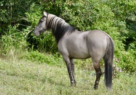 Grulla Quarter Horse, Rdr2 Oc, Kiger Mustang, Grulla Horse, Horse Reference, 3 Horses, Horse Coats, Horse Ideas, Reference Pics