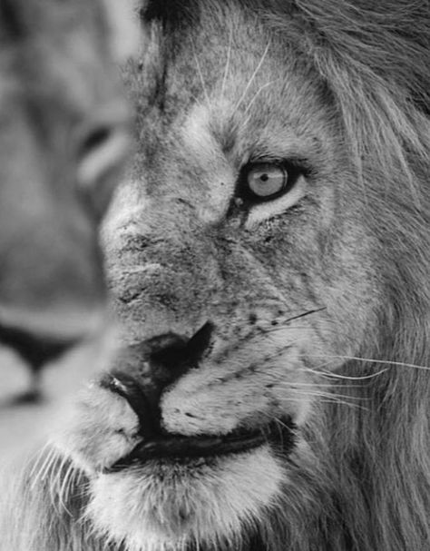 Lion Couple Wallpaper, Angry Lion Wallpaper, Lion 4k Wallpaper, Wallpaper Iphone Lion, Lion Wallpaper Aesthetic, Minimal Tatoo, Lion Wallpapers, Wallpaper Lion, Lion Wallpaper Iphone