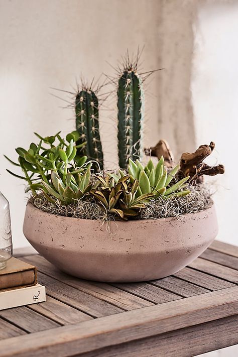 The perfect home for a rocky succulent garden or low-growing greenery, this wide bowl planter features an angular, beveled silhouette. | Beveled Cement Bowl Planter by Terrain in Brown, Size: 14" at Anthropologie Large Shallow Bowl Planter, Concrete Bowl Planter, Succulent Bowls The Home Depot, Succulent Glass Bowl, Succulent Bowls, Ceramic Succulent Planter, Succulents Garden, Container Plants, Garden Planters