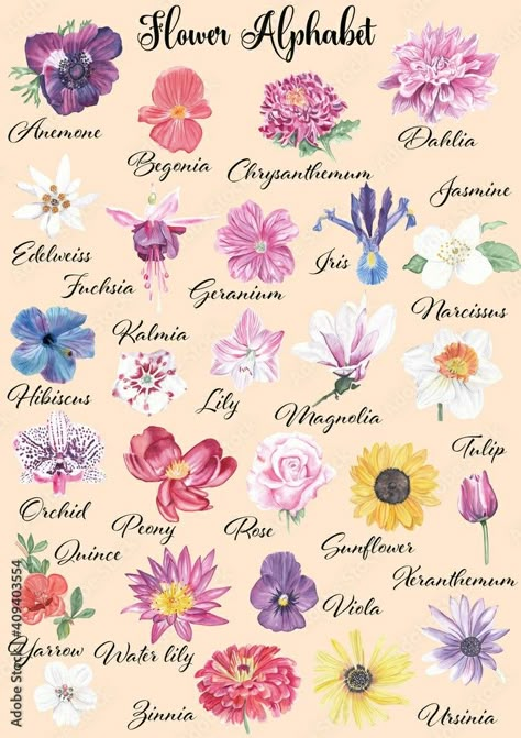 Different Kinds Of Flowers, Flower Chart, Fashion Illustrations Techniques, Flower Alphabet, Flower Guide, Types Of Roses, Flower Meanings, Rose Images, Flower Names