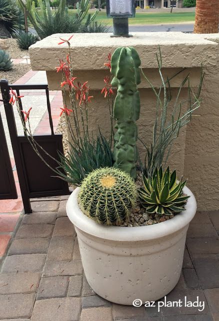 Arizona Plants, Hibiscus Shrub, Cactus Indoor, Purple Flowering Plants, Blue Elf, Cactus Arrangement, Garden Cactus, Indoor Cactus, Desert Botanical Garden