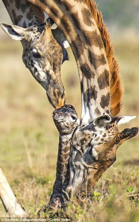 image Masai Giraffe, Giraffe Pictures, Masai Mara National Reserve, Giraffe Family, Masai Mara, The Giraffe, African Wildlife, Baby Giraffe, African Animals