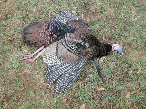 What a beautiful bird w/ a 10 inch beard - April 17, 2017 Turkey Fan, Hunting Decal, Deer Hunting Tips, Quail Hunting, Hunting Tips, Turkey Hunting, Wild Turkey, Wild Game, Crossbow