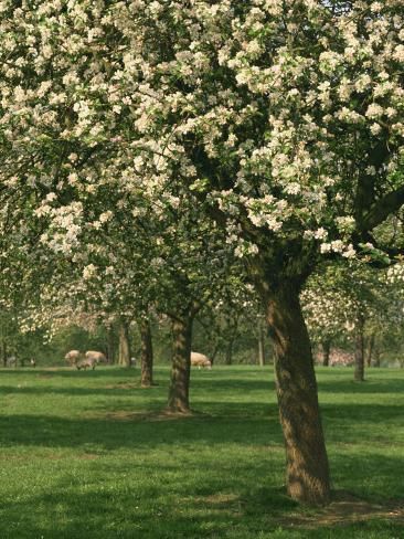 size: 24x18in Photographic Print: Cider Apple Trees in Blossom in Spring in an Orchard in Herefordshire, England, United Kingdom by Michael Busselle : Country Landscape, Apple Trees, Landscape Photography Tips, Spring Tree, Landscape Artist, Apple Tree, Nature Aesthetic, Flowers Nature, Pretty Places