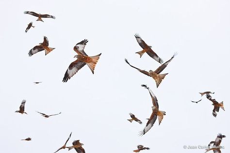 red kite shapes Red Kite Bird Tattoo, Red Kite Tattoo, Kite Bird Tattoo, Red Kite Bird, Kite Tattoo, Kite Bird, Animation Mentor, Red Kite, Lino Printing