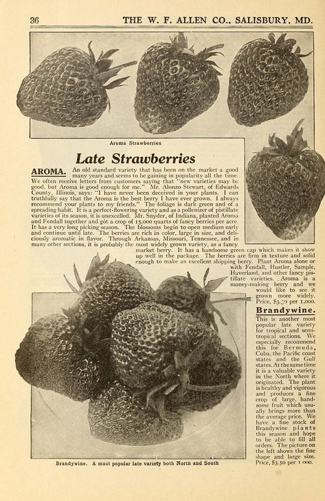 Allen's book of berries :. Salisbury, Md. :Allen Co.,1917.. biodiversitylibrary.org/page/43767892 Book Page Print, Random Book Pages, Dark Academia Posters, Books Pages, Vintage Book Pages, Y2k Posters, Hippie Baby, Collage Book, Book Posters