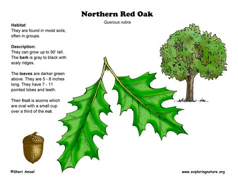 Oak (Northern Red) Northern Red Oak Tree, Northern Red Oak, Red Oak Leaf, Red Oak Tree, Science Earth, Nature Science, English Dictionary, Exploring Nature, Conifer Trees