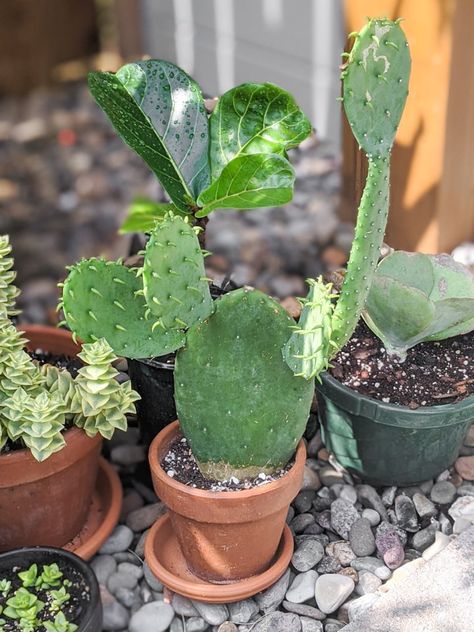 Learn all about how to grow prickly pear cactus with my simple prickly pear cactus care tips. It's a beautiful classic cactus that's easy to grow. Prickly Pear Recipes, Propagating Cactus, Tall Potted Plants, Cactus Farm, Opuntia Cactus, Snake Plant Care, Garden Goals, Cactus Care, Cactus Blossoms